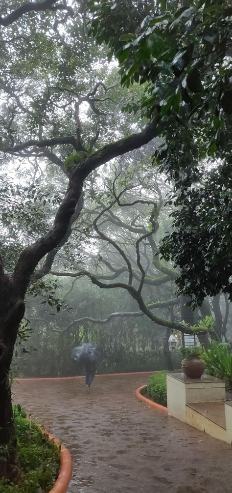 Monsoon In India, Mahabaleshwar Aesthetic, Mahabaleshwar Snap, Matheran Photography, Mahabaleshwar Photography, Nature Asthetics, Monsoon Photography, Delhi Places, Teacup Gardens