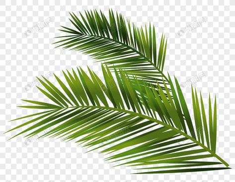 Painted Palm Leaves, Palm Leaf Plant, Leaves Decoration, Leaf Png, Plants Leaves, Date Palm, Decoration Background, Png Free Download, Palm Tree Leaves