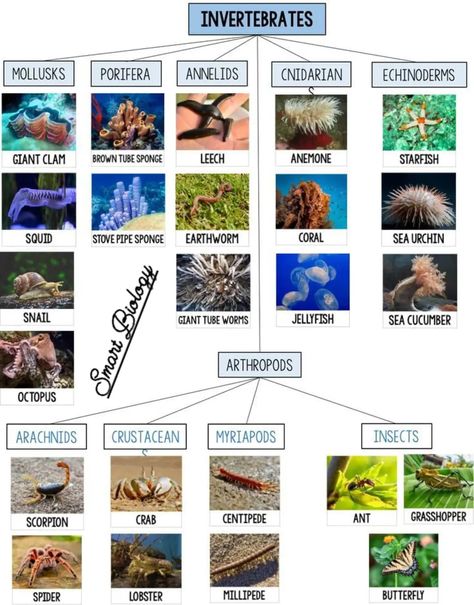 Cnidarians Invertebrates, Invertebrates Animals Pictures, Vertebrates And Invertebrates Project, Invertebrates Classification, Vertebrates Animals, Zoology Project, Classification Of Vertebrates, Invertebrates Animals, Animal Classification Activity