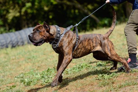 BARBARO DE LOS TRACIOS → Presa Canario Presa Canario Puppy, Puppy Pfp, Sketches Nature, Dogo Argentino Dog, Estrela Mountain Dog, Brindle Dog, Top Facts, Mastiff Dog Breeds, Karelian Bear Dog