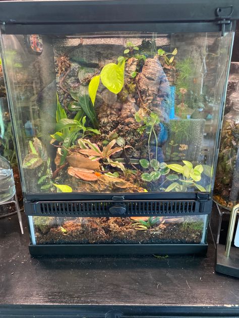 Made in March 2022 for two Super Blue Dart Frogs Dart Frog Enclosure, Poison Dart Frog Vivarium, Frog Setup, Frog Vivarium, Dart Frog Vivarium, Frog Tank, Dart Frogs, Blue Dart, Dart Frog