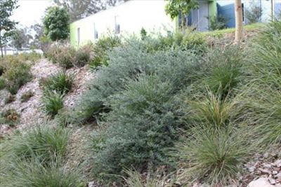 Low native garden Westringia Fruticosa, Ground Cover Flowers, Australian Landscaping, Ikea Garden, Giant Candles, Nursery Plants, Monrovia Plants, Plants Nursery, Australian Native Garden