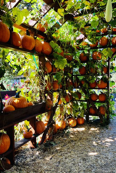 Pumpkin Patch Garden Ideas, Fall Greenhouse, Pumpkin Archway Garden, Small Pumpkin Patch Garden, Raised Bed Pumpkin Patch, Pumpkin Garden Aesthetic, Spice Garden, Pumpkin Garden, Hot House