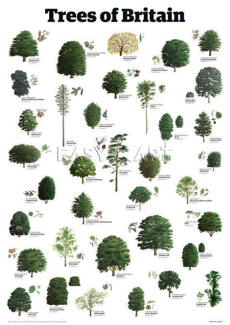 Found on Bing from pinterest.com Tree Leaf Identification, Identifying Trees, Tree Arborist, Pinterest Plant, Leaf Identification, Types Of Trees, Tree Id, Tree Identification, Tree Sketches