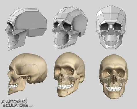 Simplified planes of skull Bone Study, Character Turnarounds, Drawing Construction, Head References, Human Anatomy Reference, Human Anatomy For Artists, Anatomy Studies, Skull Anatomy, Head Anatomy