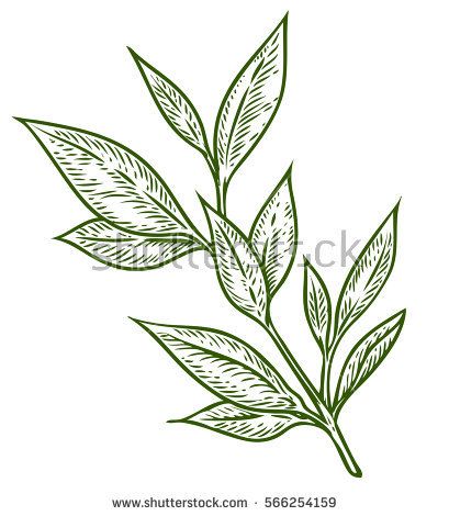 Laurel Wreath Drawing, Laurel Vector, Branch Watercolor, Laurel Branch, Tea Plant, Watercolor Green, Plant Drawing, Leaf Tattoos, Watercolor Floral