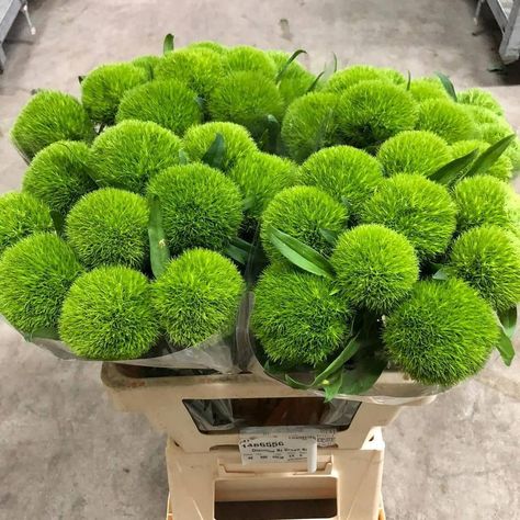 Green Ball Dianthus Arrangement, Dianthus Green Trick, Green Dianthus Arrangement, Dianthus Green Ball, Green Dianthus, Plants Wishlist, Flower List, Local Flowers, Flower Variety