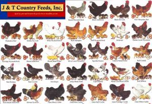 standard-breeds-chart1 Chicken Genetics, Chicken Breeds Chart, Bantam Chicken Breeds, Laying Chickens, Bantam Chickens, Types Of Chickens, Fancy Chickens, Beautiful Chickens, Keeping Chickens