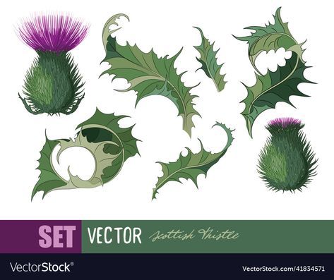 Thistle Leaves, Scottish Tattoos, Thistle Tattoo, Wildflower Drawing, Sea Holly, Grave Decorations, Step Dance, Thistle Flower, Vigan