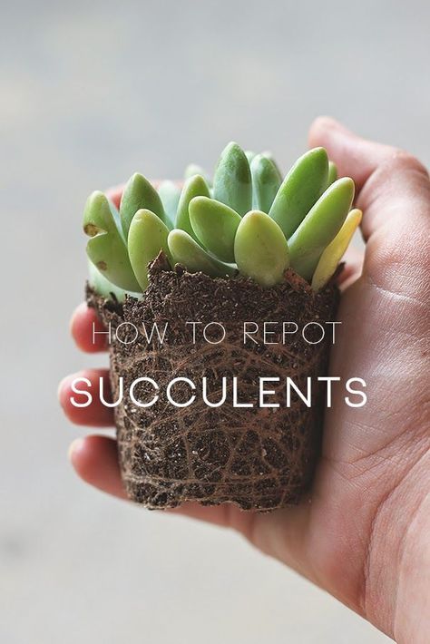 Repot Succulents, Transplant Succulents, Growing Succulents, Succulent Gardening, Succulent Care, Succulent Terrarium, Cactus Y Suculentas, Plant Mom, Cactus And Succulents