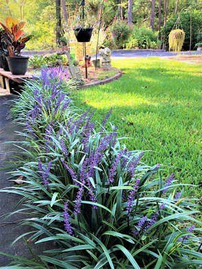 Monkey grass easy care plant Cozy Garden, Garden Border, Border Ideas, Easy Care Plants, Landscape Designs, Have Inspiration, Garden Yard Ideas, Garden Oasis, Front Yard Garden