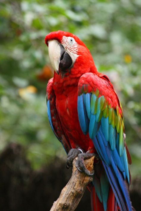 Beautiful Parrots, Red Parrot, Macaw Parrot, Most Beautiful Birds, Exotic Fish, Tropical Forest, Exotic Birds, Bird Pictures, Tropical Birds