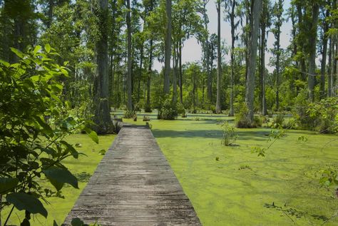 Cypress Gardens, South Carolina Southern Road Trips, Beautiful Places In America, Fun Trips, Cypress Gardens, South Carolina Travel, Most Beautiful Places To Visit, Palmetto State, Places In America, Awesome Pictures