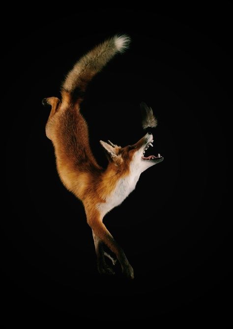 Taxidermy Aesthetic, Fox Anatomy, Fox Taxidermy, Taxidermy Fox, Fox Playing, Oddities Decor, Taxidermy Decor, Animal Taxidermy, Foxes Photography