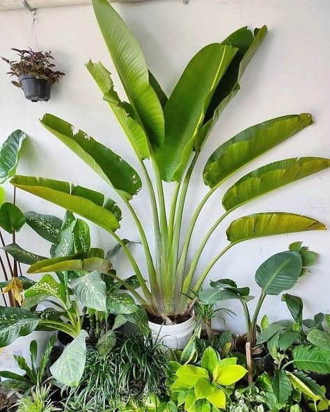 Traveler Palm vs. Bird of Paradise: All the Differences | Balcony Garden Web Ravenala Madagascariensis, Plant Decor Ideas, Birds Of Paradise Plant, Travellers Palm, Bird Of Paradise Plant, Palm Garden, Paradise Plant, Tropical Backyard, Plant Benefits