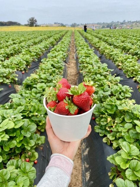 Ripe for the Picking! The Berry Best U-Pick Farms - Tinybeans Strawberry Picking Photography, Csa Box, Strawberry Field, Blueberry Picking, Strawberry Farm, Berry Picking, Strawberry Garden, Strawberry Picking, Fruit Picking