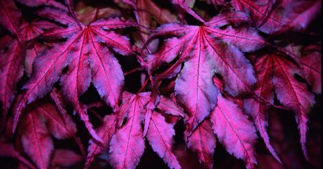 Why Japanese Maples Are Like Potato Chips (or Orchids) Japanese Maple Tree Garden, Japanese Maple Varieties, Coral Bark Japanese Maple, Maple Seed, Purple Ghost, Bonsai Seeds, Japanese Garden Design, Live Tree, Japanese Maple Tree