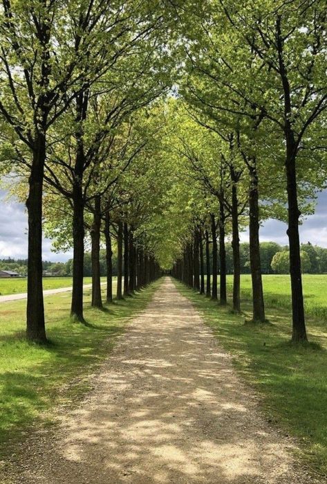 Driveway Entrance Landscaping, Farm Entrance, Tree Lined Driveway, Tree Tunnel, Farm Layout, Driveway Landscaping, Meditation Garden, Garden Landscape Design, Beautiful Locations Nature