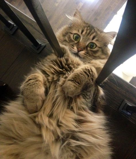 Siberian Cat Brown, I Miss My Cat, Cat Races, Cat Brown, Dream's Cat, Siberian Cat, Silly Cats Pictures, Funny Cute Cats