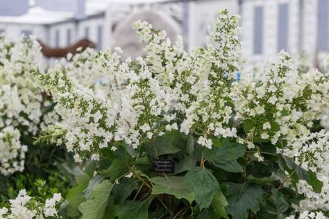 Hydrangea Quercifolia, Orchid Show, Hydrangea Paniculata, Spider Mites, Gardening Advice, Plant Health, Flower Border, Shade Plants, Hydrangea