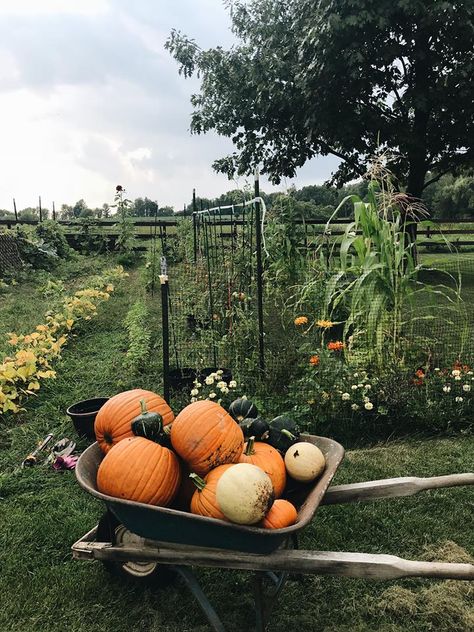 Pumpkin Patch Garden, Garden Goals, Pumpkin Garden, Urban Chickens, Pumpkin Harvest, Happy Farm, Farm Lifestyle, Zone 5, Veg Garden