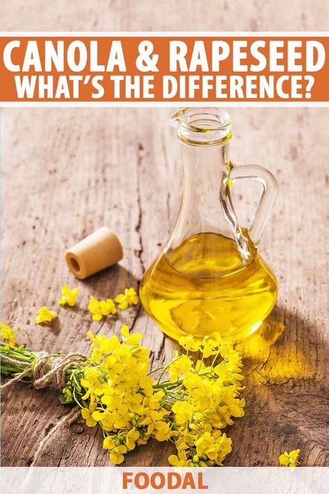 Are canola oil and rapeseed oil the same thing? We’ll discuss why these names are sometimes used interchangeably, and whether or not one variety is actually more suitable for culinary use. If you’re not sure what the difference is, read more now on Foodal to learn what sets them apart. #plantbased #cookingoil #foodal Dairy Free Breakfasts, Rapeseed Oil, Animal Protein, Canola Oil, Sunday Brunch, Cooking Oil, Oil Bottle, Dairy Free Recipes, Food Allergies