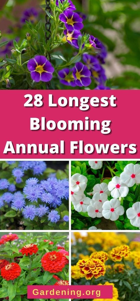 Annuals deliver lovely color, make excellent cut flowers, and great bedding plants. These 28 varieties will keep you in lasting color. Annual Flower Beds Design, Annual Flower Beds, Shade Annuals, Full Sun Annuals, Full Sun Flowers, Design Garden Ideas, Annual Garden, Summer Flowers Garden, Flower Bed Designs