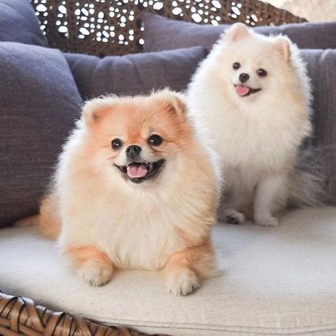 Criadero de Pomerania en Mexico | Pomeranias.mx Happy Saturday Night, Pomeranian Spitz, Cute Pomeranian, Really Cute Puppies, Big Smiles, Super Cute Puppies, Really Cute Dogs, Pomeranian Dog