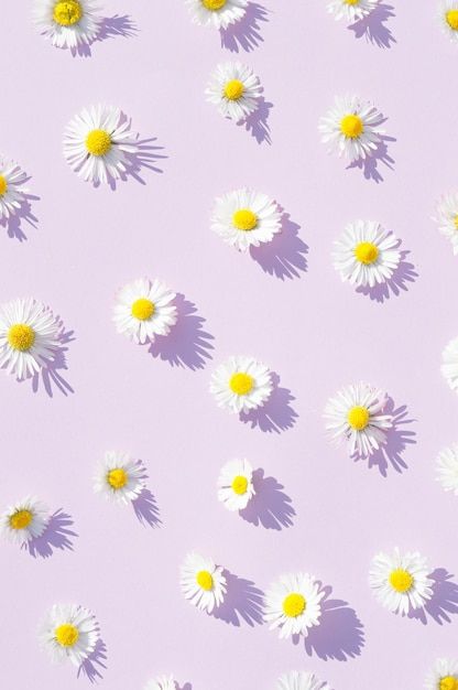 Meadow Pictures, Purple Flower Wallpaper, Field Wallpaper, Purple Flowers Wallpaper, Daisy Wallpaper, Aesthetic Purple, Purple Daisy, Printed Backgrounds, Cute Backgrounds