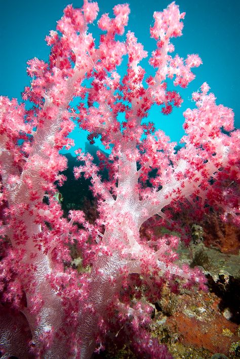 Nephtheidae in the Wild - https://reefs.com/2016/11/01/nephtheidae/ Coral Reef Aesthetic, Pink Coral Reef, Coral Reef Photography, Coral Texture, Sea Corals, Coral Reef Art, Ocean Flowers, Geometry In Nature, Underwater Painting