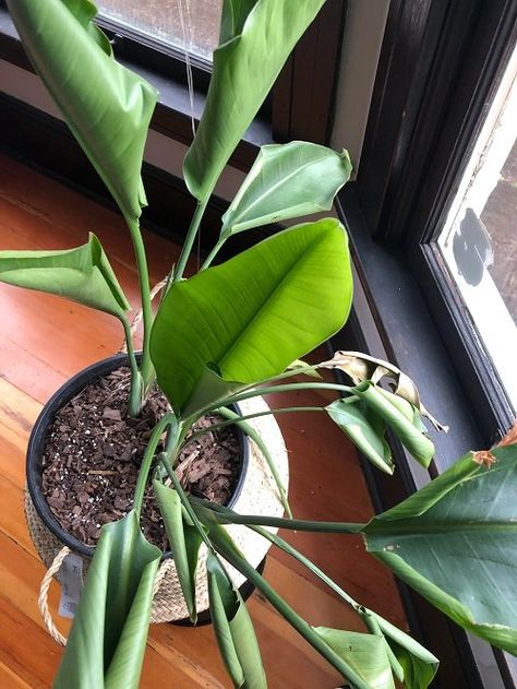 Bird Of Paradise Plant Pot, White Birds Of Paradise Plant, Bird Of Paradise Indoor, Indoor Bird Of Paradise, Birds Of Paradise Plant Care, White Bird Of Paradise Plant, Bird Of Paradise Plant Indoor, Bird Of Paradise Plant Care, Strelitzia Plant