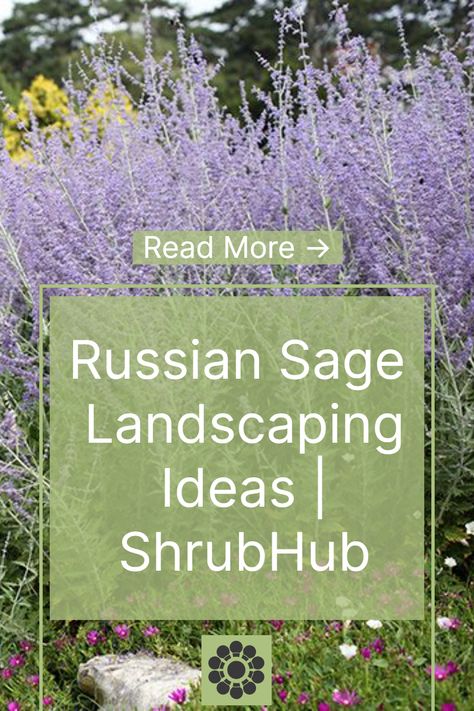 Russian sage, a captivating perennial known for its fragrant foliage and striking blue flowers, has captured the hearts of gardeners worldwide. Russian Sage Garden Landscape Design, Blue Spires Russian Sage, Lavender Garden Border, Russian Sage Border, Landscaping With Russian Sage, Russian Sage Landscaping Front Yards, Designing Flower Beds, What To Plant With Russian Sage, Russian Sage Companion Plants