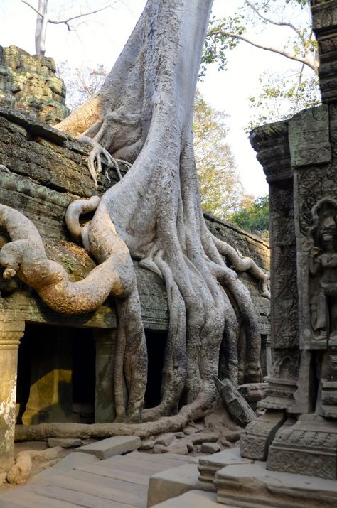 Visiting the temples in Angkor Wat. DesignDestinations.org Siem Reap, Angkor Wat, Angkor, Oh The Places Youll Go, Three Days, Vacation Destinations, Cambodia, Places To See, Beautiful Nature