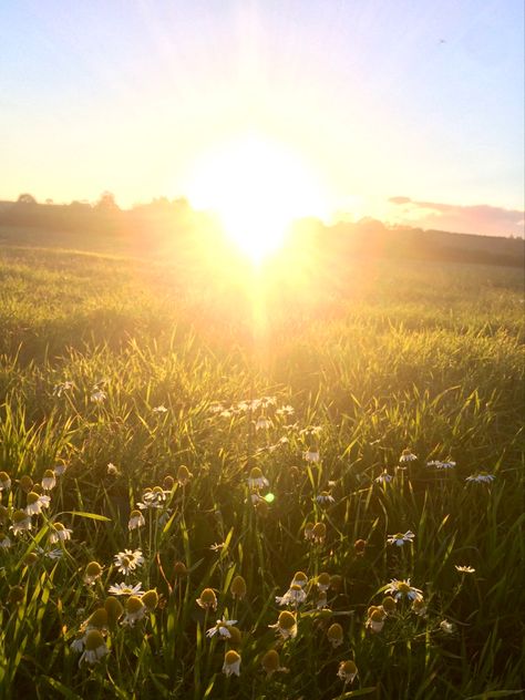 oliver and elio would totally lie in this field and watch the sun go down Soft Golden Hour Aesthetic, Trinity Core, Zodiac Vibes, Grassy Hill, Beautiful Dawn, Golden Hour Sunset, Nature Film, Sun View, Spring Yellow