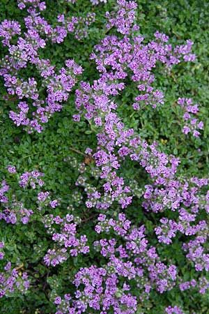 Elfin Thyme  Fragrant ground cover with small purple flowers Elfin Thyme, Thymus Serpyllum, Small Purple Flowers, Lawn Alternatives, Deer Resistant Plants, Ground Cover Plants, Landscaping Plants, Outdoor Planters, Ground Cover