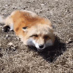 Fox Gif, Wild Animal Sanctuary, Fox Video, Wolf Howl, Red Foxes, Happy Fox, Morning Video, Pet Fox, Animal Sanctuary