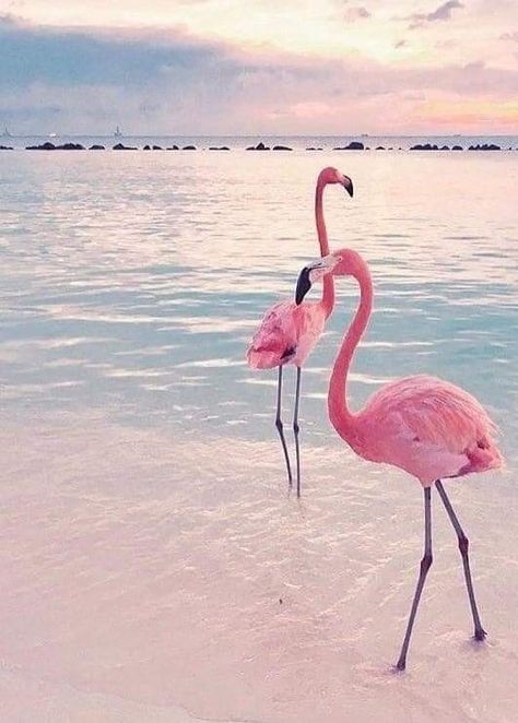 Flamingo Pictures Photography, Tropical Images, Beach Shadow Boxes, Flamingos Quote, Florida Vibes, Seashell Art Diy, Flamingo Pictures, Pink Wallpaper Ipad, Unique Iphone Wallpaper