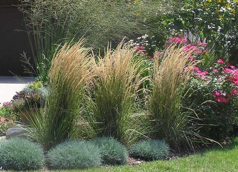 Karl Forester, Privacy Screen Plants, Ornamental Grass Landscape, Feather Reed Grass, Screen Plants, Grasses Landscaping, Front Landscaping, Up House, Vertical Lines