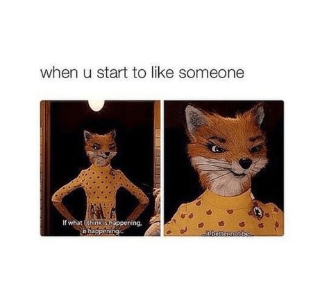 Angry Fox, Fantastic Fox, Fantastic Mr Fox, Mr Fox, What’s Going On, Tumblr Funny, Satire, Funny Posts, Dankest Memes