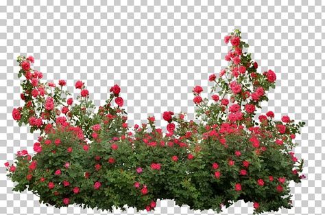 Rumput Png, Red Flowers Png, Red Roses Png, Rose Garden Art, Red Rose Png, Rose Shrub, Rose Flower Png, Png Rose, Roses Png