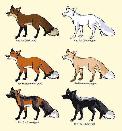 colour-variations of the "red" fox; vulpes vulpes  by CulpeoFox, via Flickr Different Fox Breeds, Fox Markings, Fox Human Hybrid, Fox Types, Pictures Of Foxes, Types Of Foxes, Red Fox Therian, Fox Breeds, Fox Colors