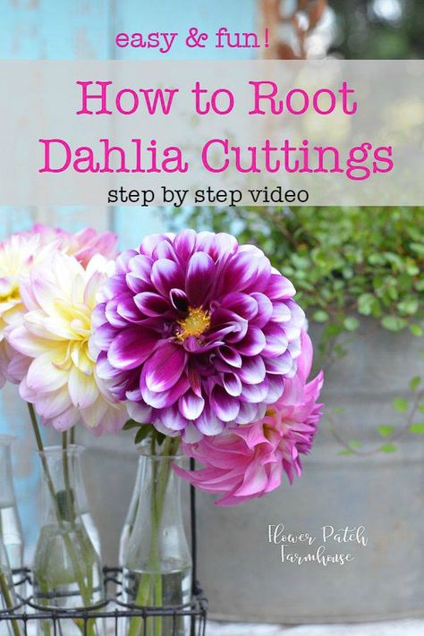 Dahlias in vase, how to propagate Dahlias from cuttings, I show you how step by step and I have a video included. Dahlia Cuttings, Dahlia Flower Garden, Southern Gardens, Visual Library, Dahlias Garden, Growing Dahlias, Urban Farmer, Cottage Garden Design, Gardening 101