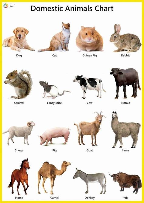 Animals Names In English, Colouring Sheets For Kids, Animals Name With Picture, Animals Chart, Animals Name List, Animal Chart, Wild Animals List, Farm Animals For Kids, Farm Animals Pictures