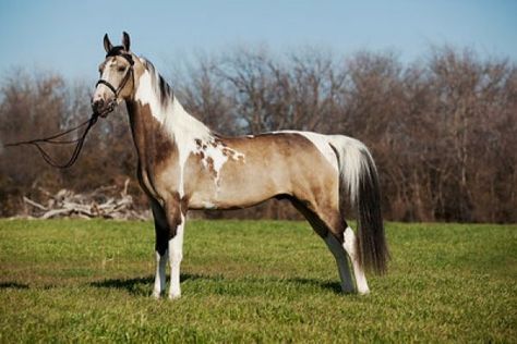 Sooty Buckskin Homozygous Tobiano Buckskin Paint Horse, Cai Arabi, Unique Horses, Saddlebred Horses, Pinto Horses, American Saddlebred Horses, Buckskin Horse, Horse Coat Colors, 3 Horses