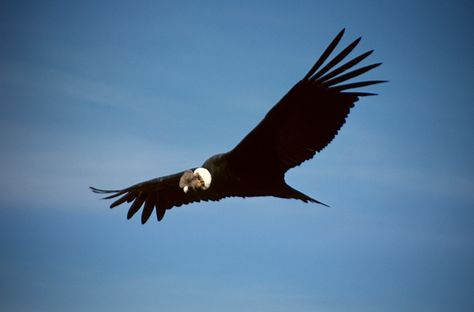 Condor volando Andean Condor, Random Ideas, Animal Pics, Bald Eagle, Animal Pictures, Tattoos, Animals, Quick Saves, Art