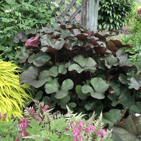 LIGULARIA_BRITT_MARIE_CRAWFORD_LIGULARIA_BIGLEAF_GC_LIGBM_01 Black Plants, Garden Mum, Plants For Shade, Oak House, Planting Plan, Bee Friendly, Flower Spike, Attract Butterflies, Shade Plants