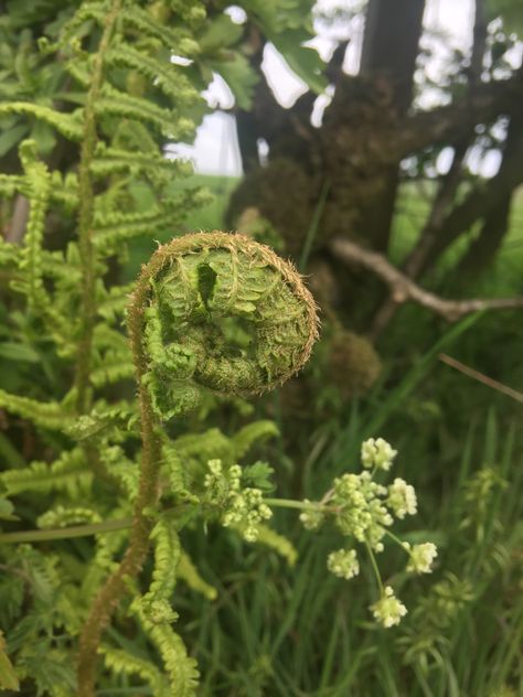 Spiral Nature, Bracken Fern, Rainbow Beauty, Autumn Tattoo, Fern Plant, Fern, Dandelion, Rainbow, Plants