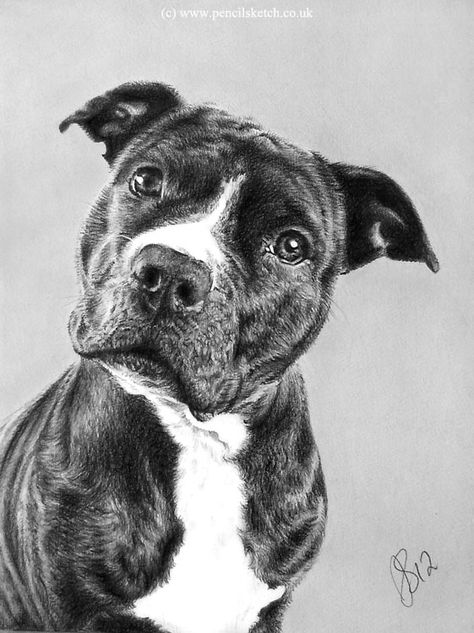 Pitbull Drawing, Pitbull Art, Drawing Hands, Portrait Drawings, Dog Sketch, Drawing Portrait, Dog Wall Art, Dog Drawing, Dog Paintings