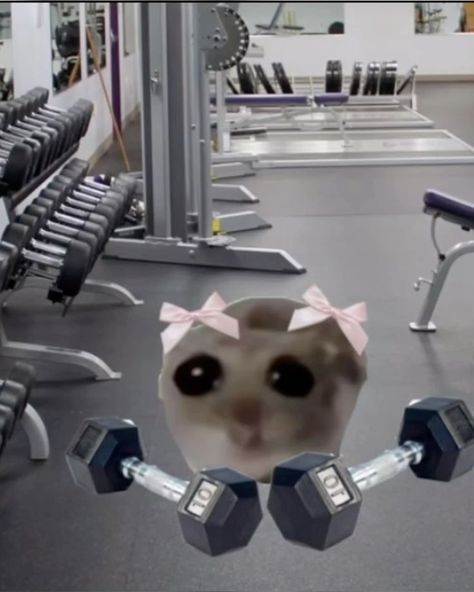 Workout Memes Aesthetic, Hamster With Bow, Gym Reaction Pics, Gym Memes Girl, Im Just A Girl Hamster, Bowing Down Meme, Hamster Memes Funny, Get Better Meme, Coquette Hamster