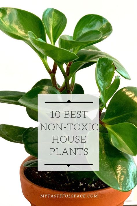 A List of the 10 best non-toxic indoor plants that are safe for kids and pets.  #petfriendlyplants #kidsfriendlyplants #catfriendlyplants #dogfriendlyplants #houseplants #indoorplants #safeplants #nurseryroomplants #nontoxicplants Safe House Plants, Dog Friendly Plants, Cat Friendly Plants, Low Light House Plants, Planting For Kids, Plants Pet Friendly, Best Indoor Plants, House Plants Decor, Plant Lighting